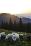 sheep에 관한 51개의 최상의 Pinterest 이미지 | 농장 동물, 염소 및 동물 sheep
