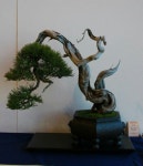 분재에 있는 창수 김님의 핀 | 분재, 그림