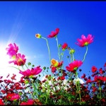 COSMOS(이미지 포함)