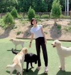 멍스타그램 댕댕이 selfie📷 dayoff  dogslife 힐링 애견카페 더독애견카페 🐶 심집사 | Labrador retriever, Labrador, Dogs