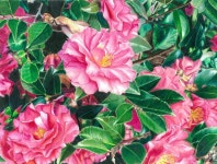 Botanical Art by Angela Bartlett | 색연필