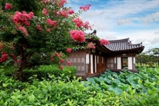 “배롱나무와 연꽃을 함께 즐길 수 있는 이 곳”… 7월 배롱나무와 연꽃을 보러 가기 위한 국내 여행지 추천 “배롱나무와 연꽃을... 