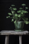 Pots에 관한 216개의 최상의 Pinterest 이미지 | 정원 가꾸기, Diy 아이디어 및 브리 콜라주 Pots
