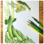 더샘 마스크시트 오이 일러스트# botanicalart#보타니컬아트#꽃그림#오이