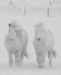 Horses에 관한 11개의 최상의 Pinterest 이미지 Horses