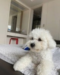 자고일어나서 멍때리는 왕발 멍멍이🐶 . . #더잘까 #말까... 댕댕이 #댕스타그램 #댕댕이그램 #사랑해 #세젤귀💕… in 2020 | Dogs, Animals