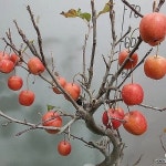 동아까네 0205-묵은주-열매엄청달립니다-동일품배송 - 분재(Bonsai)