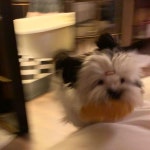 많으실텐데도 목줄만 제대로 해준다면 호텔 어디든 강아지들도 자유롭게 걸어다닐 수 있더라구요~ (체크인 할 때, 혹시 몰라 안고 있었는데…”