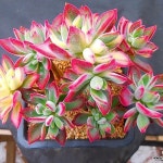 부용금2941(E. Pulv-oliver) - 다육식물(Succulents) - 2023 | 다육 식물, 농장