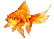 금붕어