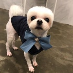 대박이 귀가 오디갔나  겁이 많은 대박이 보호자님께서 많이 고민하셨는데 믿고 맡겨 주셔서 감사합니다  대박이 귀가 오디갔나... 
