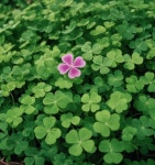 Pin by 지희 성 on 네잎 클로버 | Abstract, Nature, Art