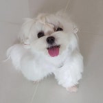 오늘까까는 연어구이 좋아서 신나쪄요  #강아지#말티즈#펫스타그램 #독스타그램 #멍스타그램 #퍼피스타그램 #말티즈그램... 