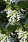 Buy Fragrant Sweet Box Plant (Sarcococca ruscifolia) - FREE SHIPPING - 3 Gallon Size Pot For Sale Online From Wilson Bros Gardens... 