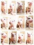 Pin by 호 호 on 화성 | Cute piglets, Baby animals, Cute piggies