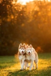 Dogs에 관한 26개의 최상의 Pinterest 이미지 | 강아지, Softies 및 개 품종 Dogs