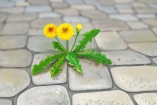 마이나라 | Plants, Garden