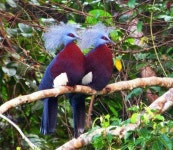 Southern crowned pidgeons | 동물