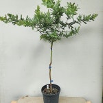 은엽아카시아 키 110cm가량 동일상품발송(Acacia dealbata) - 관엽식물(Foliage)