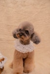 SUNNY AFTERNOON PET SALON POODLE GROOMING 써니애프터눈 펫살롱 푸들 스포팅 미용 - 2021 | 푸들, 미용