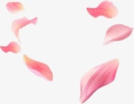 둥둥 떠 꽃잎, 핑크 꽃잎 꽃 일러스트 PNG, 꽃잎 이미지 벡터, PSD 파일 - Pngtree 둥둥 떠 꽃잎, 핑크 꽃잎 꽃 일러스트 PNG, 꽃잎 이미지... 