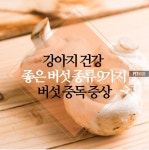 강아지 버섯 먹었다면! 건강에 좋은 버섯 9가지와 버섯중독독성 | 버섯, 강아지