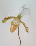 orquideas에 있는 ivani coutinho님의 핀 | 아티스트, 수채화
