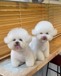 비숑나나젤리 on Instagram: 🤍2022.10.06.오늘의 나나쩰리🤍 #방울방울시스터즈 울 쩰리도 귀방울달고 방울이... 