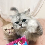 #일상 #미묘 #반려묘 #페르시안친칠라 #신씨 #엑죠틱 #앗찌 #신씨앗찌 #육묘 #애교냥 #고양이스타그램 #집사라이프 #묘연 #둘째입양 #둘째... 