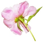 보타니컬아트에 있는 명남 한님의 핀