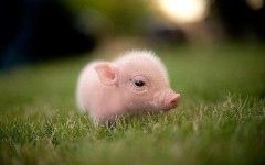 가생이닷컴>유머엽기 > 유머게시판 > 돼지도 우리의 친구 | Cute piglets, Baby animals, Cute small animals