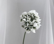 오늘 꽃, 최고 예쁨🍃 . . . #뮤즈드#플라워디자인#플로리스트#플라워#꽃#꽃다발#부케#핸드타이드#폼폼라넌#폰폰라넌#라넌#꽃스타그램#행복#일상#대전