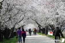 (김제=뉴스1) 문요한 기자 = 완연한 봄날씨를 보인 8일 오후 전북 김제시 만경강 천변에서 시민들이 만개한 벚꽃길 사이로 지나며 봄을... 