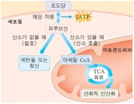 산소 호흡과 무산소 호흡의 경로 | 산호