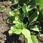 영팜파파👨🏻🌾 on Instagram: “사탕무는 안전하게... #함양서상 #영팜 #0farm #사탕무 #사탕무 #어서자라렴 #먹어보게” | 사탕무 영팜파파... 