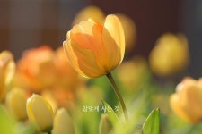 알맞게 사는 것(이미지 포함) | 봄 배경화면, 노란 꽃, 꽃 사진