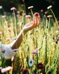 Pin by 혜원 김 on 이미지 | Flower farm, Flowers, Wild flowers