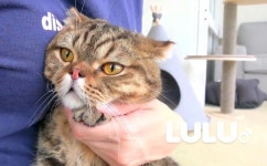 루루애오 lulu❤