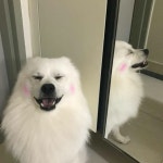 Animales에 관한 263개의 최상의 Pinterest 이미지 | 강아지, Softies 및 고양이 Animales