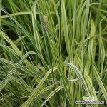 무늬여우꼬리그라스(10cm) - 노지월동 여우꼬리 그라스 - 야생화(Wild Flower)
