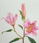 보태니컬아트, 보타니컬아트, 색연필, 꽃, 일러스트, 꽃그림, 그림, 식물세밀화, flowers, il… | Aquarell malen, Aquarell... 