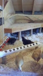 Chick Stuff에 관한 29개의 최상의 Pinterest 이미지 | 농장, 닭장 및 정원 가꾸기 Chick Stuff