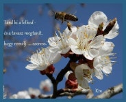 Pin page Tavasz - Spring - Printemps - Frühling에 있는 Marika Kőszegi님의 핀