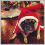 Pugs에 관한 17개의 최상의 Pinterest 이미지 | 강아지, 웃긴 동물 및 고양이 Pugs