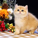 🐱제이캐터리_010 8004 4231 ⠀ ✈해외캐터리 Since 2010 💬수입문의가능 ⠀ #브리티쉬숏헤어 #먼치킨 #랙돌 #수입묘 #jcattery... 