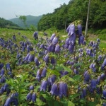 청초롱 의 자태(이미지 포함)