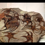 Fossils에 관한 23개의 최상의 Pinterest 이미지 | 공룡, 미네랄 및 선사 시대 Fossils