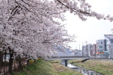 꽇에 있는 Gió Lạnh님의 핀