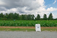 캐나다는 지금 유픽 (U-Pick)시즌 ~ 베리,체리 모두 베리굿! : 네이버 포스트