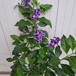 발렌타인 자스민 중품 - 공기정화식물(air purifying plants)